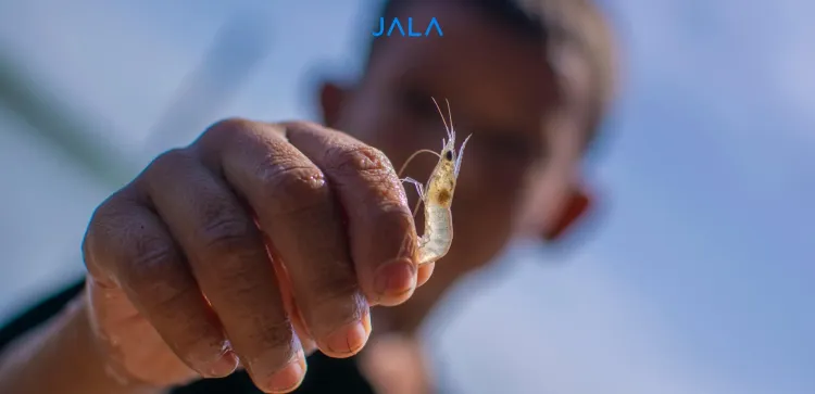 Prevent Major Losses! 4 Main Causes of Early Shrimp Mortality