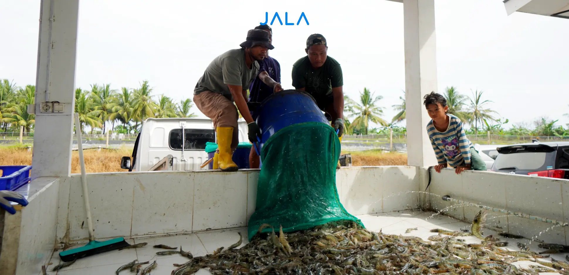 Cover - Panen Tambak CSSF Lalombi.webp