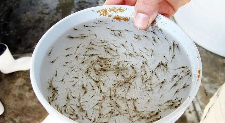 SPF vs SPR Shrimp Post Larvae: What's the Difference?