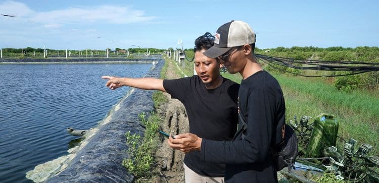 How to Create a Comprehensive Shrimp Cultivation Report, with Example