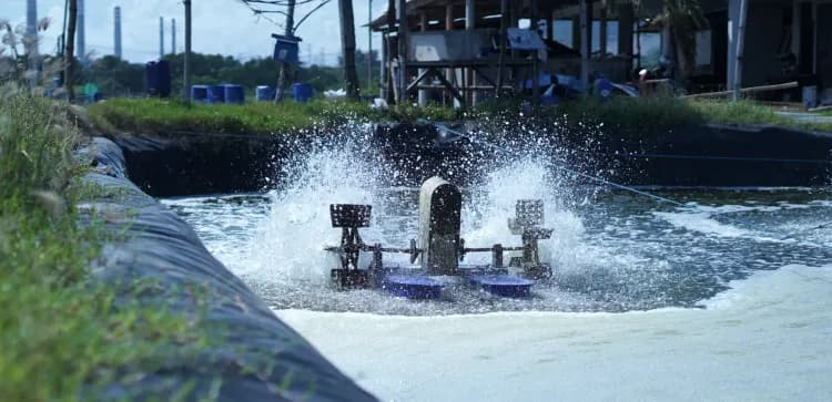 Why Dissolved Oxygen Matters in Shrimp Farming: Understanding the Diel Cycle and Choosing the Right DO Meter