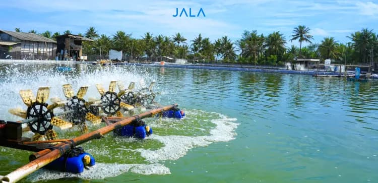 Causes of Red Pond Water in Shrimp Farming and How to Handle It