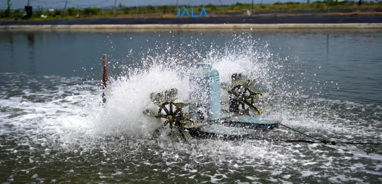 The Benefits of Hydrogen Peroxide in Shrimp Farming