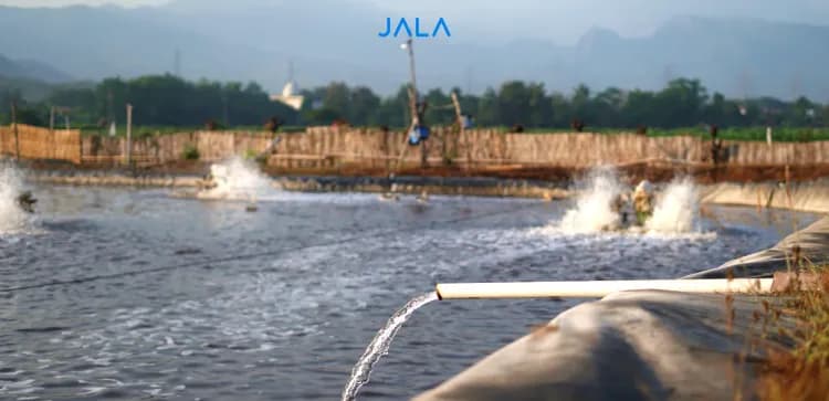 Safe and Effective Use of Saponin in Shrimp Ponds