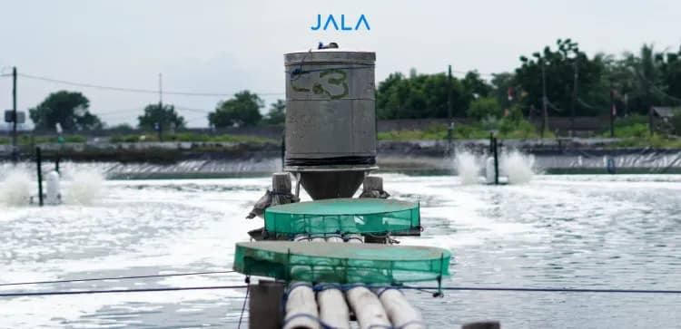 Manual or Autofeeder: Which Is More Efficient for Shrimp Farming?