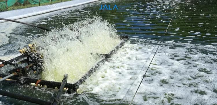 How to Culture Lactobacillus Probiotics for Shrimp Farming