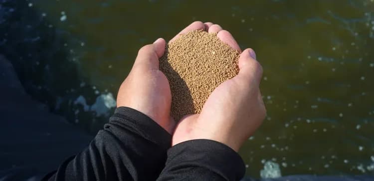 5 Essential Nutrients Every Shrimp Feed Should Contain