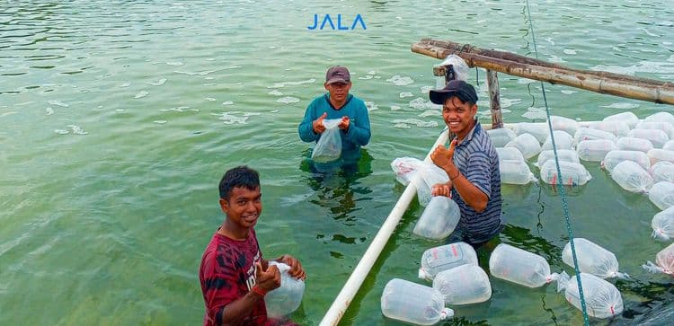Bukan Cuma Petambak, Ini 5 Pekerjaan yang Dibutuhkan di Tambak Udang