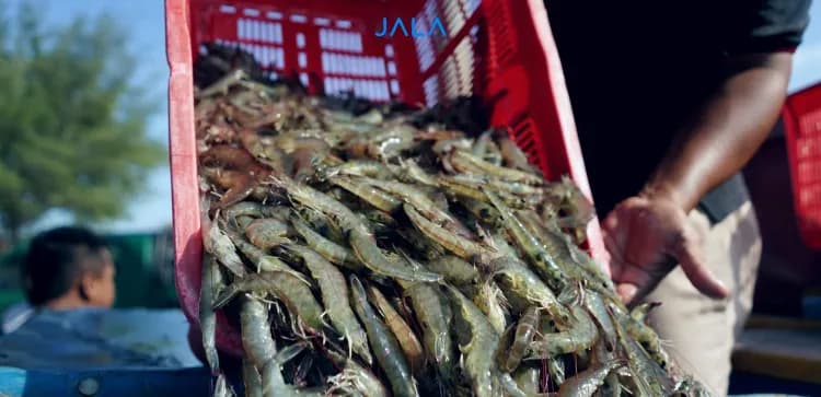 Safeguarding Indonesia’s Shrimp Safety and Meeting Export Standards
