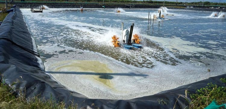 The Function of Microbes in Shrimp Ponds: Key to Water Quality and Shrimp Health