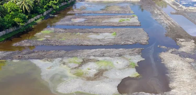 Shrimp Cultivation Stages in Traditional Ponds