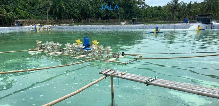 Meaning Behind Pond Water Color and Its Impact on Shrimp