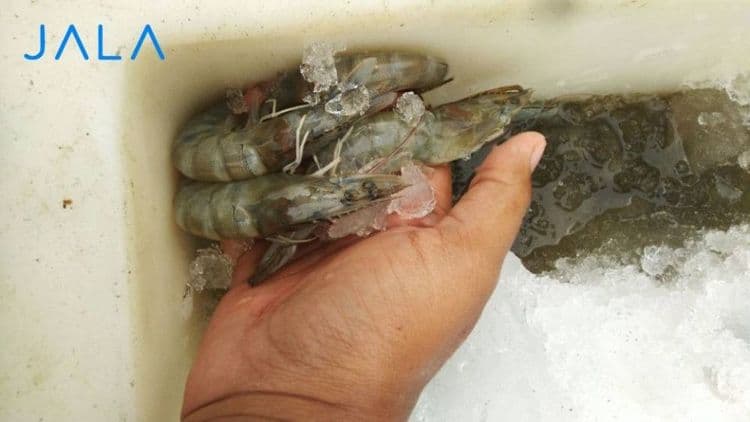 Tips to Keep Shrimp Fresh from Farm to Consumer