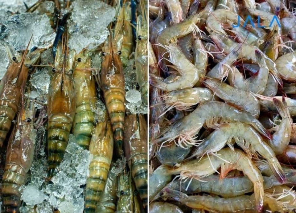 Why Are Black Tiger Shrimp Less Competitive Than Vannamei Shrimp?